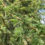 Vachellia etbaica Folha