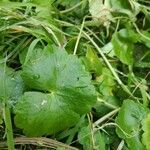 Hydrocotyle ranunculoides Leaf