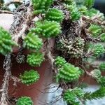 Sedum sexangulare অভ্যাস