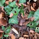 Hedera hibernica Hoja