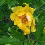 Paeonia ludlowii Цветок