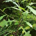 Prenanthes purpurea Leaf