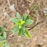 Daphne sericea Leaf