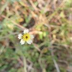 Tridax procumbens Flower