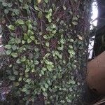 Microgramma vacciniifolia 葉