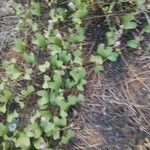 Ipomoea biflora Blodyn