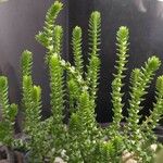 Crassula tillaea ഇല