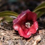 Rhododendron forrestii Bloem