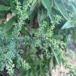 Adenocarpus foliolosus Hoja