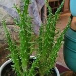 Austrocylindropuntia subulata Blatt