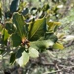 Quercus berberidifolia Ліст