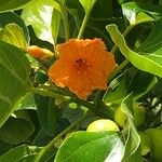 Cordia subcordata Blüte