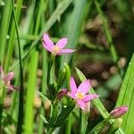 Centaurium pulchellum Кветка