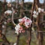 Viburnum farreriBlomst