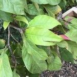 Balsamocitrus dawei Leaf