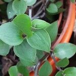 Callisia repens Leaf