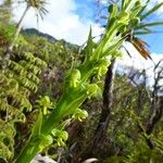 Habenaria praealta പുഷ്പം