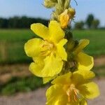 Verbascum densiflorumFlower