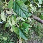 Parrotia subaequalis Hoja