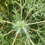 Eryngium campestreFrunză