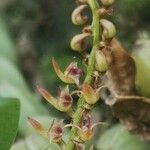 Bulbophyllum resupinatum Kwiat