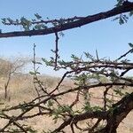 Vachellia etbaica Folha