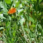 Agoseris aurantiaca Habitus