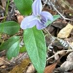 Pseuderanthemum variabile Feuille