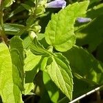 Scutellaria lateriflora Leaf