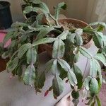 Schlumbergera bridgesii Fulla