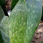 Dracaena hyacinthoides Elinympäristö