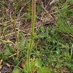 Saxifraga bulbifera Leaf