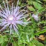 Cirsium altissimum Цвят