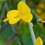 Genista spartioides Flor