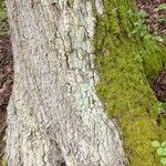 Quercus petraea Kůra