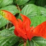 Ruellia chartacea Hoja