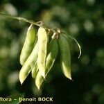 Vicia pisiformis Fruto