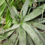 Aloe aculeata Hoja