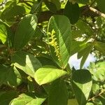 Antidesma venosum Leaf