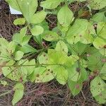 Talinum paniculatum Leaf