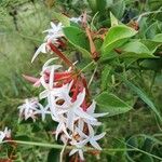 Carissa spinarum 花
