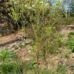 Senecio sylvaticus Habit