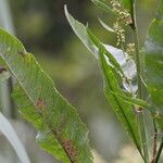 Rumex cristatus Leaf