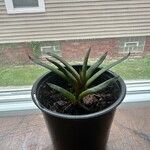 Gasteraloe cv. (not Dracaena lol)Blad