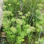 Cyperus haspan Flower