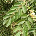 Afzelia bipindensis Hábito