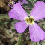 Matthiola sinuata Õis