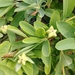 Exochorda × macrantha Leaf