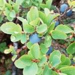 Vaccinium uliginosum Folio