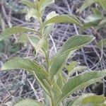 Inula spiraeifolia Habit